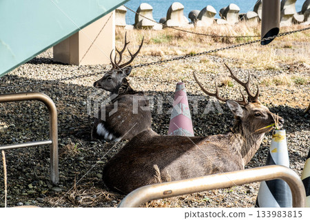 秋天裡,一隻蝦夷鹿靜靜地棲息在北海道野付半島的海岸邊。 秋天裡,一隻蝦夷鹿靜靜地棲息在北海道野付半島的海岸邊。 133983815
