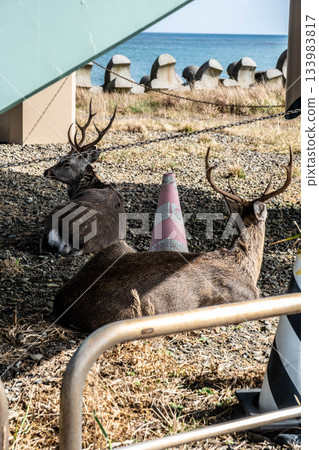 北海道野付半島。秋日裡，一隻悠閒的蝦夷鹿佇立在海邊。 133983817