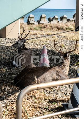在北海道野付半島，一隻休憩的蝦夷鹿以秋日的大海為背景。 133983818