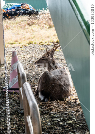 一隻北海道鹿在秋日的陽光下休憩，地點位於北海道東部的野付半島。 133983819