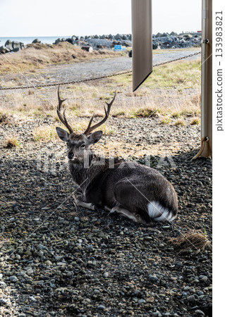 秋日野付半島上，一隻靜靜躺臥的蝦夷鹿，帶著一絲憂鬱。 133983821