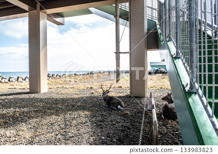 北海道野付半島：秋日海風中休憩的蝦夷鹿 133983823