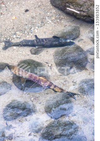 北海道東部宇登呂的秋天:鮭魚在清澈的溪流中奮力逆流而上,展現出生命的絢麗光彩 北海道東部宇登呂的秋天:鮭魚在清澈的溪流中奮力逆流而上,展現出生命的絢麗光彩 133983852