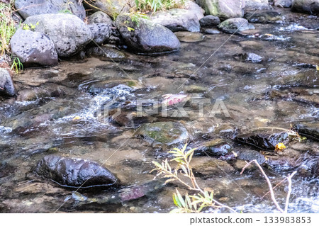 北海道的憂鬱秋日：清澈溪流中閃耀的生命故事 133983853