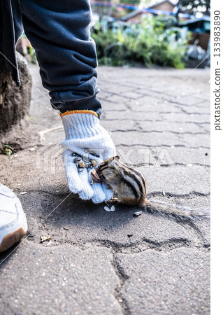 秋季北海道之旅：鄂霍次克海松鼠公園輕鬆餵食體驗 133983890