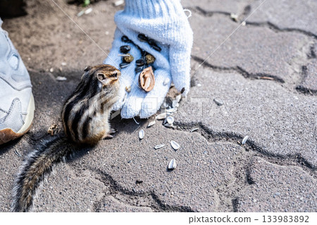 在鄂霍次克海松鼠公園，人們與正在餵食的可愛花栗鼠互動 133983892