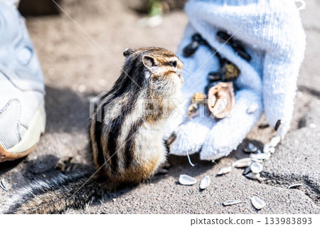 秋天的鄂霍次克海松鼠公園，松鼠正在吃手餵食 133983893