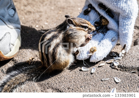 A cute chipmunk eating food from a hand at Okhotsk Chipmunk Park in Hokkaido A cute chipmunk eating food from a hand at Okhotsk Chipmunk Park in Hokkaido 133983901