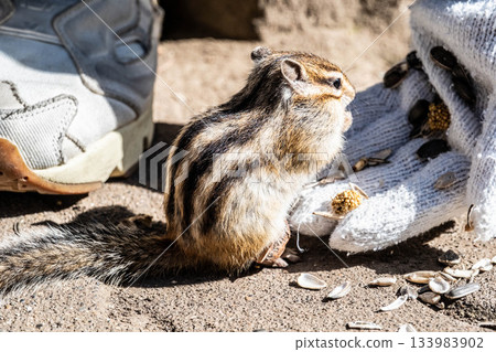 A cute Hokkaido chipmunk at Okhotsk Chipmunk Park in autumn in eastern Hokkaido 133983902