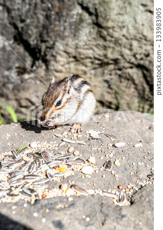 Cute chipmunks eating food at Okhotsk Chipmunk Park in Eastern Hokkaido Cute chipmunks eating food at Okhotsk Chipmunk Park in Eastern Hokkaido 133983905