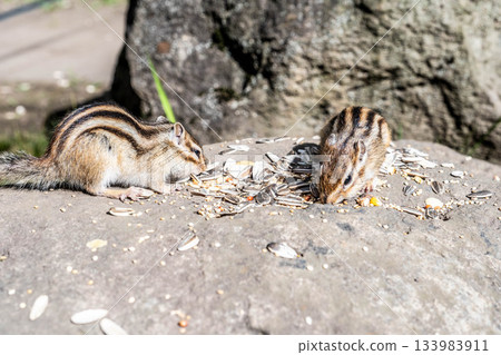 [Eastern Hokkaido] Autumn at Okhotsk Chipmunk Park! Cute chipmunks stuffing their mouths with seeds 133983911