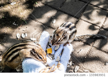 Okhotsk Chipmunk Park in Eastern Hokkaido. A cute chipmunk eating food from your hand. 133983931