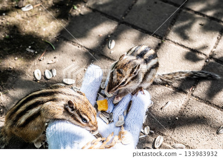 [Hokkaido] Autumn at Okhotsk Chipmunk Park: Interact with hand-held Siberian chipmunks 133983932
