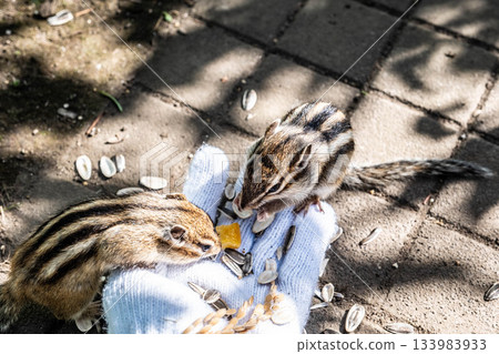 Adorable chipmunks eating food from a glove at Hokkaido Okhotsk Chipmunk Park Adorable chipmunks eating food from a glove at Hokkaido Okhotsk Chipmunk Park 133983933