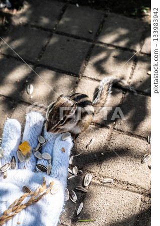 Hokkaido Okhotsk Chipmunk Park - Hand-held chipmunks for a relaxing autumn experience Hokkaido Okhotsk Chipmunk Park - Hand-held chipmunks for a relaxing autumn experience 133983942