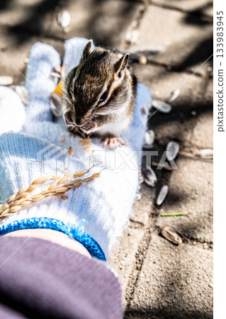 Autumn in Hokkaido, Eastern Hokkaido, Chipmunk Park Autumn in Hokkaido, Eastern Hokkaido, Chipmunk Park 133983945