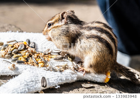Cute and munching! Hokkaido chipmunks at Okhotsk Chipmunk Park in Hokkaido Cute and munching! Hokkaido chipmunks at Okhotsk Chipmunk Park in Hokkaido 133983948