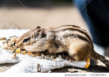 秋天,一隻北海道花栗鼠在鄂霍次克花栗鼠公園裡吃東西。 秋天,一隻北海道花栗鼠在鄂霍次克花栗鼠公園裡吃東西。 133983951