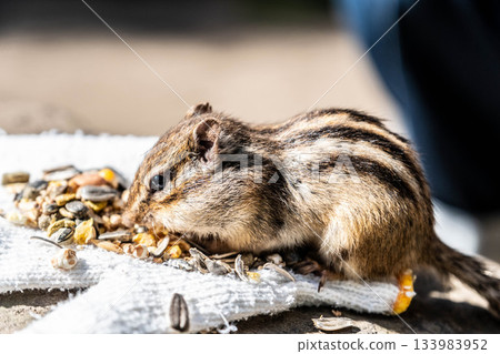 北海道花栗鼠在鄂霍次克花栗鼠公園秋季覓食 北海道花栗鼠在鄂霍次克花栗鼠公園秋季覓食 133983952