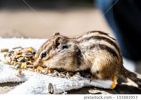 Cute chipmunks at Okhotsk Chipmunk Park in Eastern Hokkaido Cute chipmunks at Okhotsk Chipmunk Park in Eastern Hokkaido 133983953
