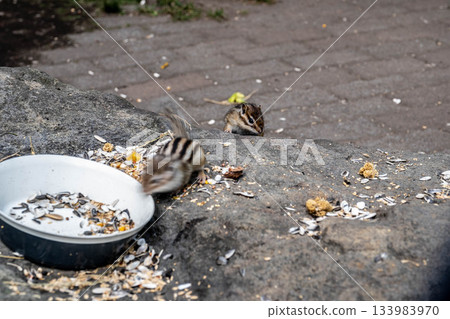 A cute chipmunk eating at Okhotsk Chipmunk Park in autumn in Hokkaido's eastern region 133983970