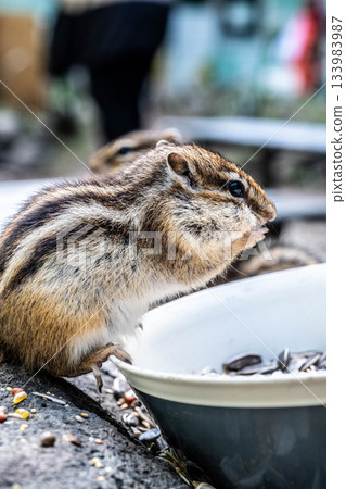 A lively chipmunk eating scene at Okhotsk Chipmunk Park in Hokkaido in autumn A lively chipmunk eating scene at Okhotsk Chipmunk Park in Hokkaido in autumn 133983987