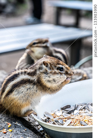 Okhotsk Chipmunk Park A cute chipmunk stuffing its mouth with food Okhotsk Chipmunk Park A cute chipmunk stuffing its mouth with food 133983990