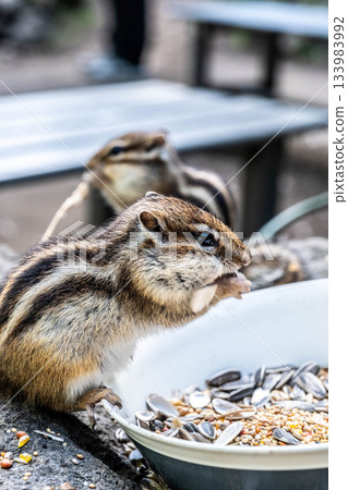 A cute Hokkaido chipmunk eating at Okhotsk Chipmunk Park in Hokkaido 133983992