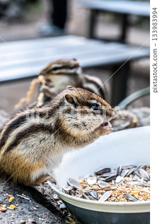 A cute chipmunk eating food in autumn at Okhotsk Chipmunk Park in Hokkaido A cute chipmunk eating food in autumn at Okhotsk Chipmunk Park in Hokkaido 133983994