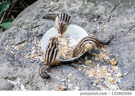 Autumn scenery in Hokkaido Adorable chipmunks at Okhotsk Chipmunk Park 133983996