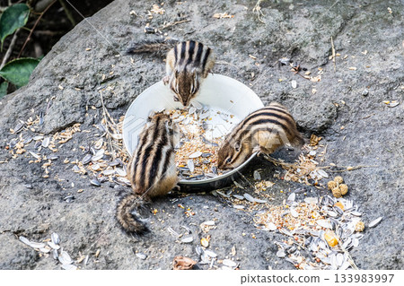 Autumn in Hokkaido Okhotsk Chipmunk Park Lunchtime for three friendly chipmunk brothers 133983997