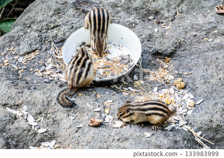 Hokkaido Okhotsk Chipmunk Park: Autumn is the season for food! Three adorable chipmunks Hokkaido Okhotsk Chipmunk Park: Autumn is the season for food! Three adorable chipmunks 133983999