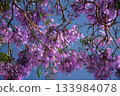 Vibrant jacaranda tree displays stunning purple blooms under a clear blue sky in Lisbon, capturing the essence of springtime in the city. 133984078