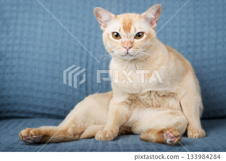 A Burmese cat is sitting on a blue sofa A Burmese cat is sitting on a blue sofa 133984284