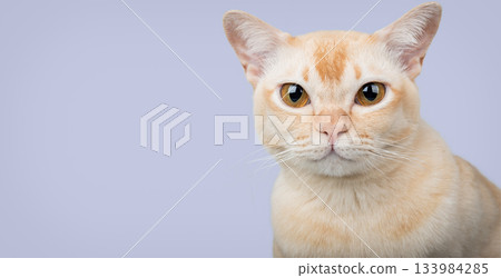 Burmese cat on a light purple background Burmese cat on a light purple background 133984285