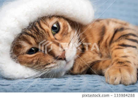 A close-up of a Bengal cat wearing a warm hat A close-up of a Bengal cat wearing a warm hat 133984288