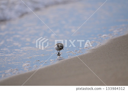 本年 本年 133984312