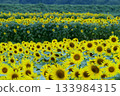 向日葵 133984315