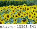 向日葵 133984541