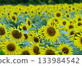 向日葵 133984542