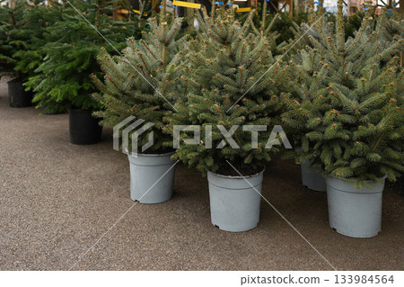 Christmas trees in a grey pots for sale on a forestry 133984564