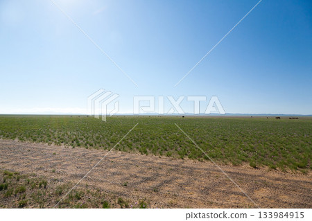 Dirt road in mongolian steppe, Gobi desert landscape, Mongolia Dirt road in mongolian steppe, Gobi desert landscape, Mongolia 133984915