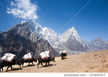 Everest base camp trekking path in Dingboche area, Nepal. Yak animals Everest base camp trekking path in Dingboche area, Nepal. Yak animals 133985027