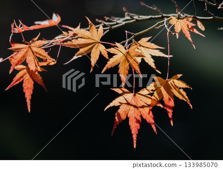 高溪山的秋景 133985070