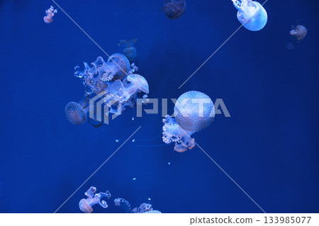 Group of Phyllorhiza punctata or Australian spotted jellyfish swim in deep blue water of aquarium 133985077