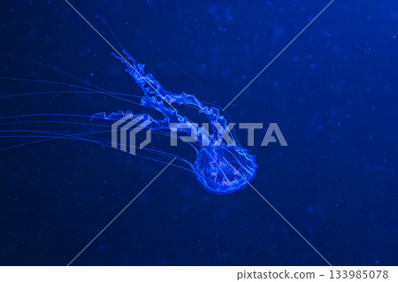 Chrysaora achlyos or black sea nettle jellyfish swim in blue water with illumination of aquarium 133985078