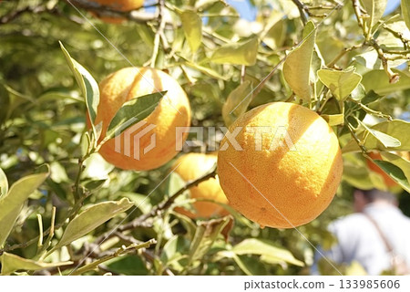 冬季美食:代代 冬季美食:代代 133985606