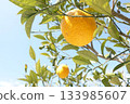 Blue skies and the winter flavor of mandarin oranges 133985607