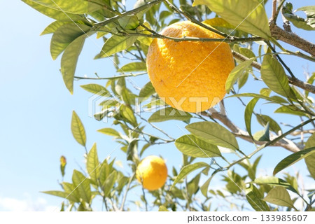 藍天和冬日里柑橘的清香 133985607
