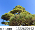 The auspicious black pine 133985942